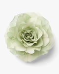 The Green Rose