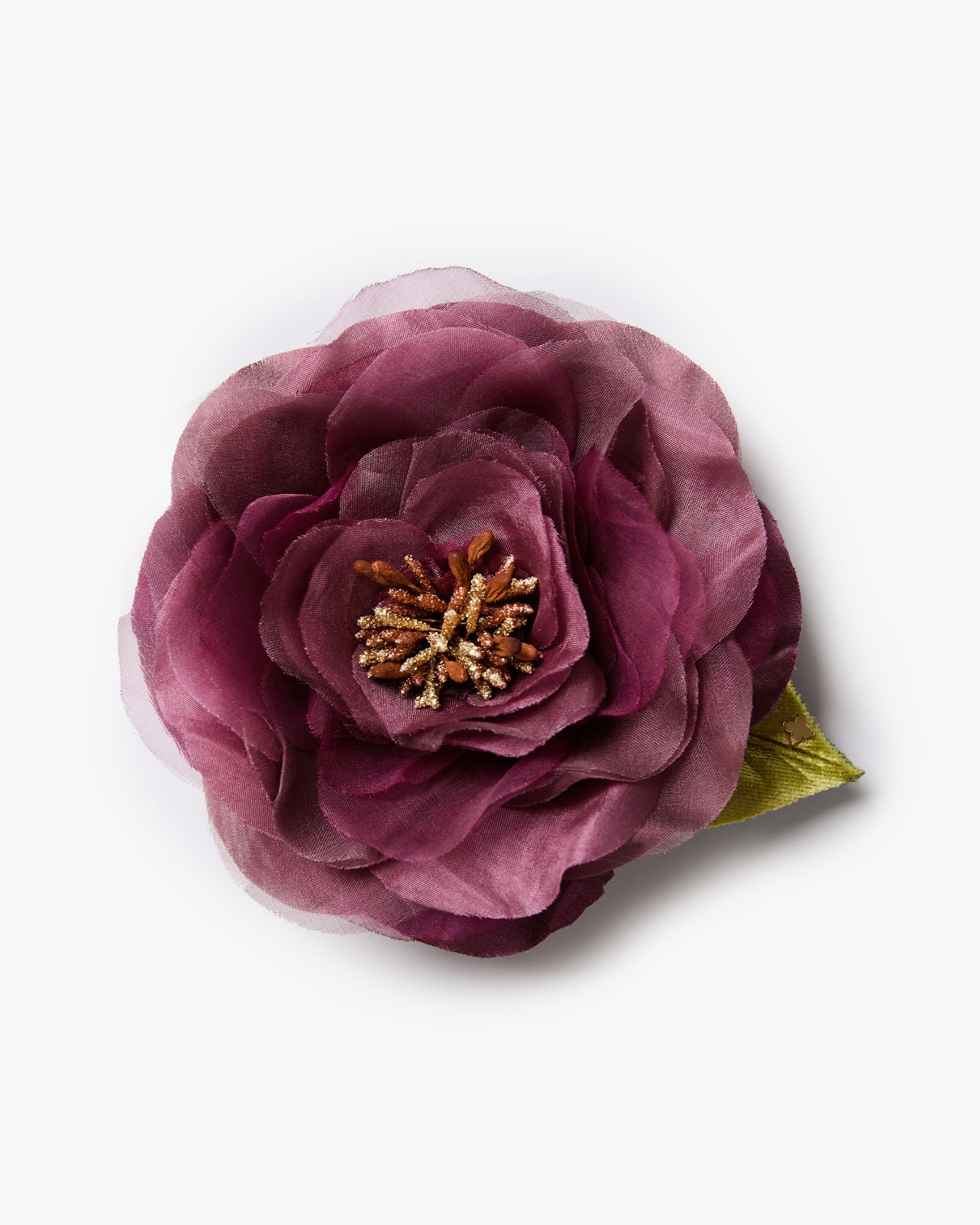 The Mauve Open Rose