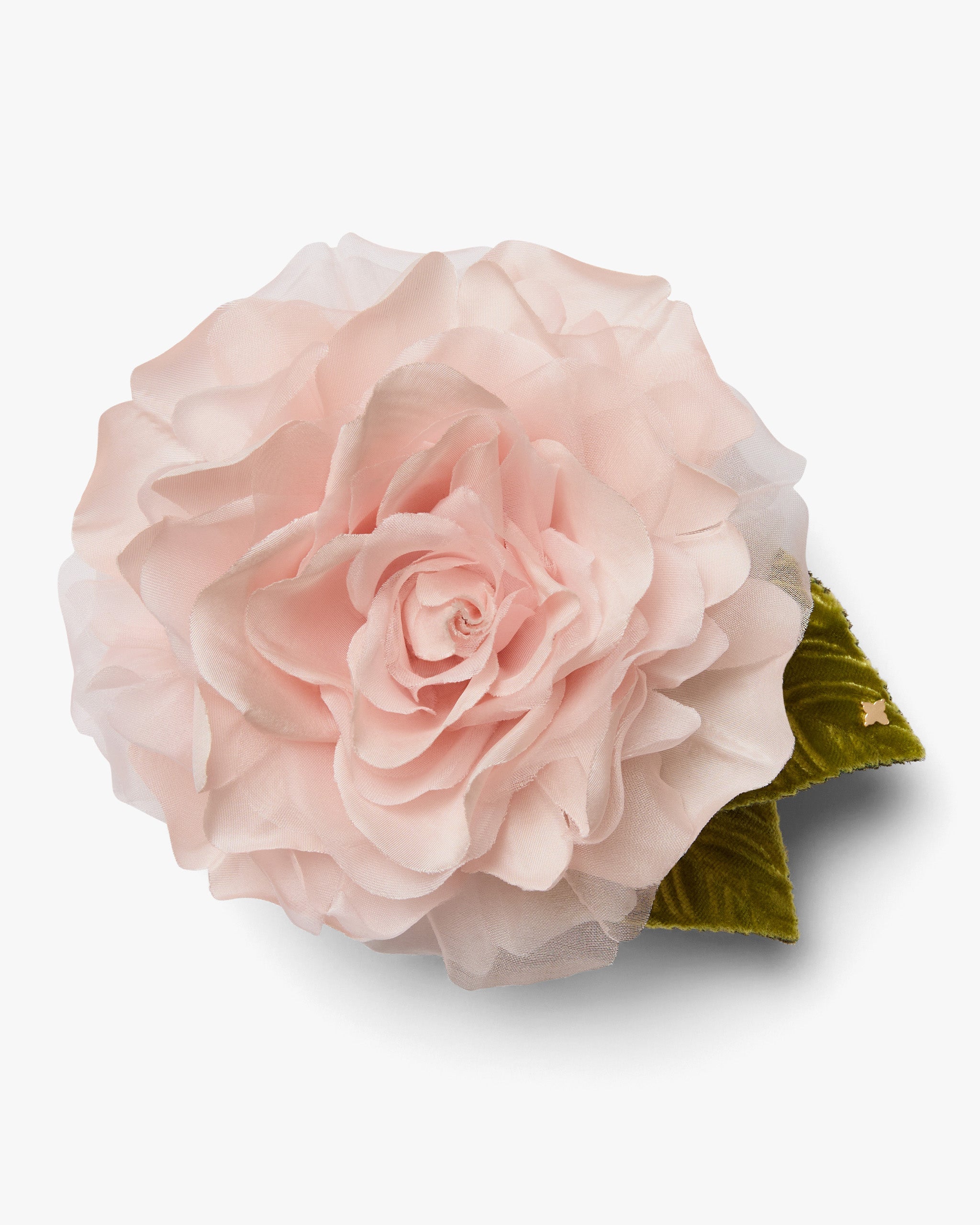 The Pale Pink Rose