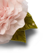 The Pale Pink Rose