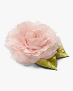 The Pale Pink Rose
