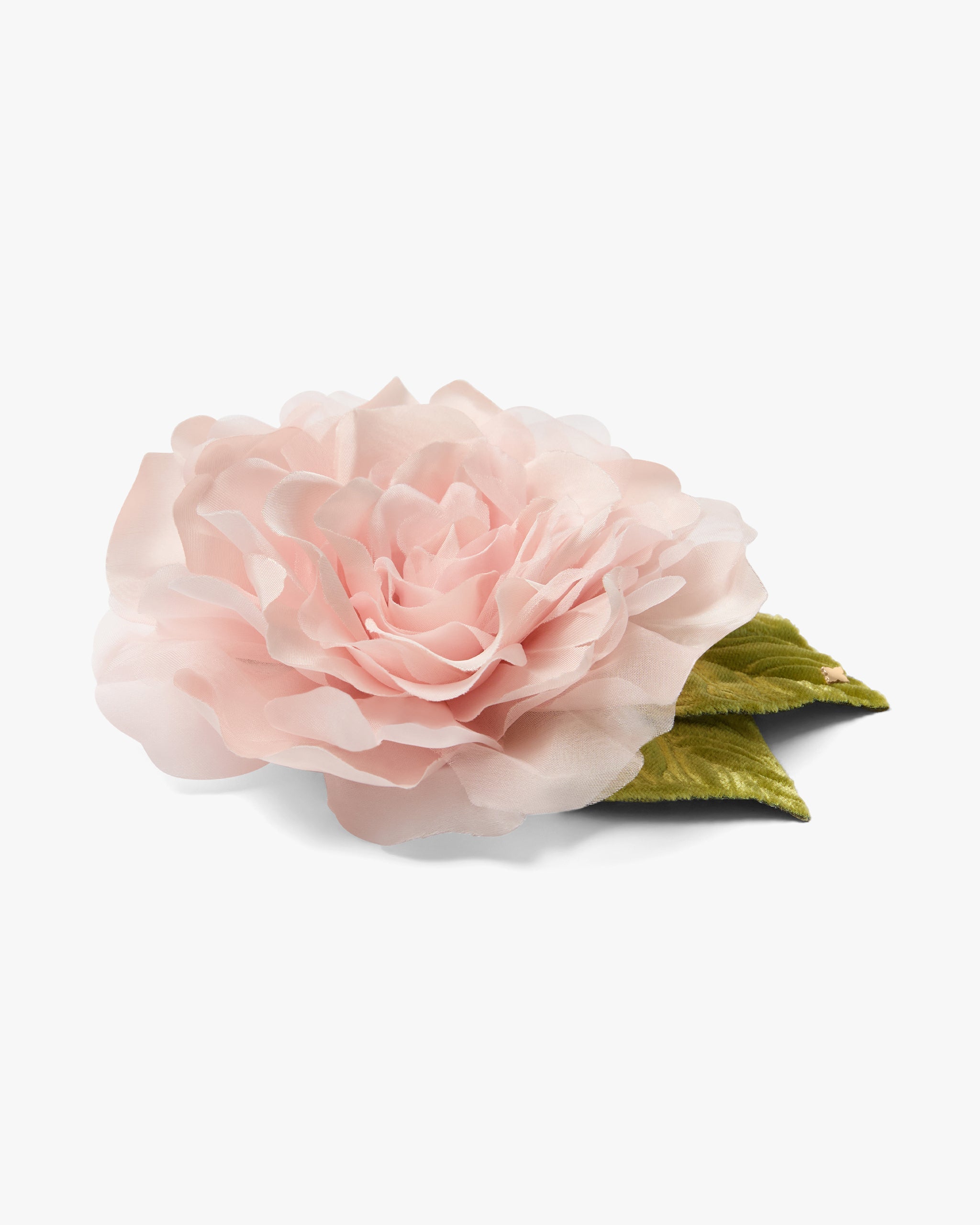 The Pale Pink Rose