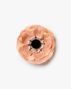 The Peach Anemone