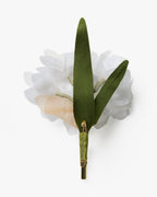 The Paperwhite Narcissus