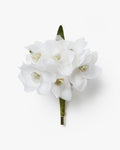 The Paperwhite Narcissus