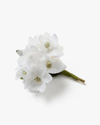 The Paperwhite Narcissus