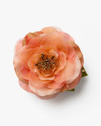 The Peach Open Rose